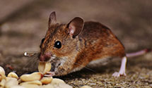 24 Hour & Emergency Exterminators in Lakeville, MA